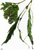 SpeciesSub: 'Laciniata Crispa' SpeciesSub: 'Laciniata Crispa'